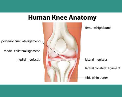 Knee Anatomy