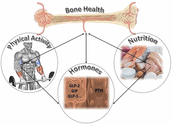 Bone Health